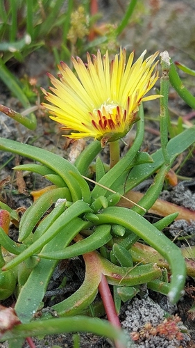 Cephalophyllum parviflorum
