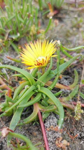 Cephalophyllum parviflorum, photograph 2