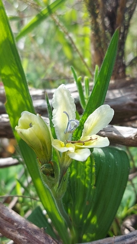 Oldspice Bobbejaantjie (Babiana odorata)