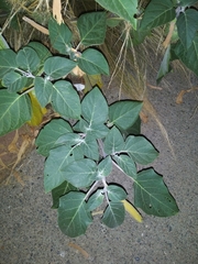 Datura wrightii