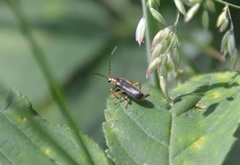 Cantharis flavilabris