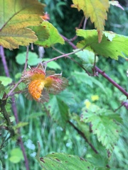 Rubus taitoensis