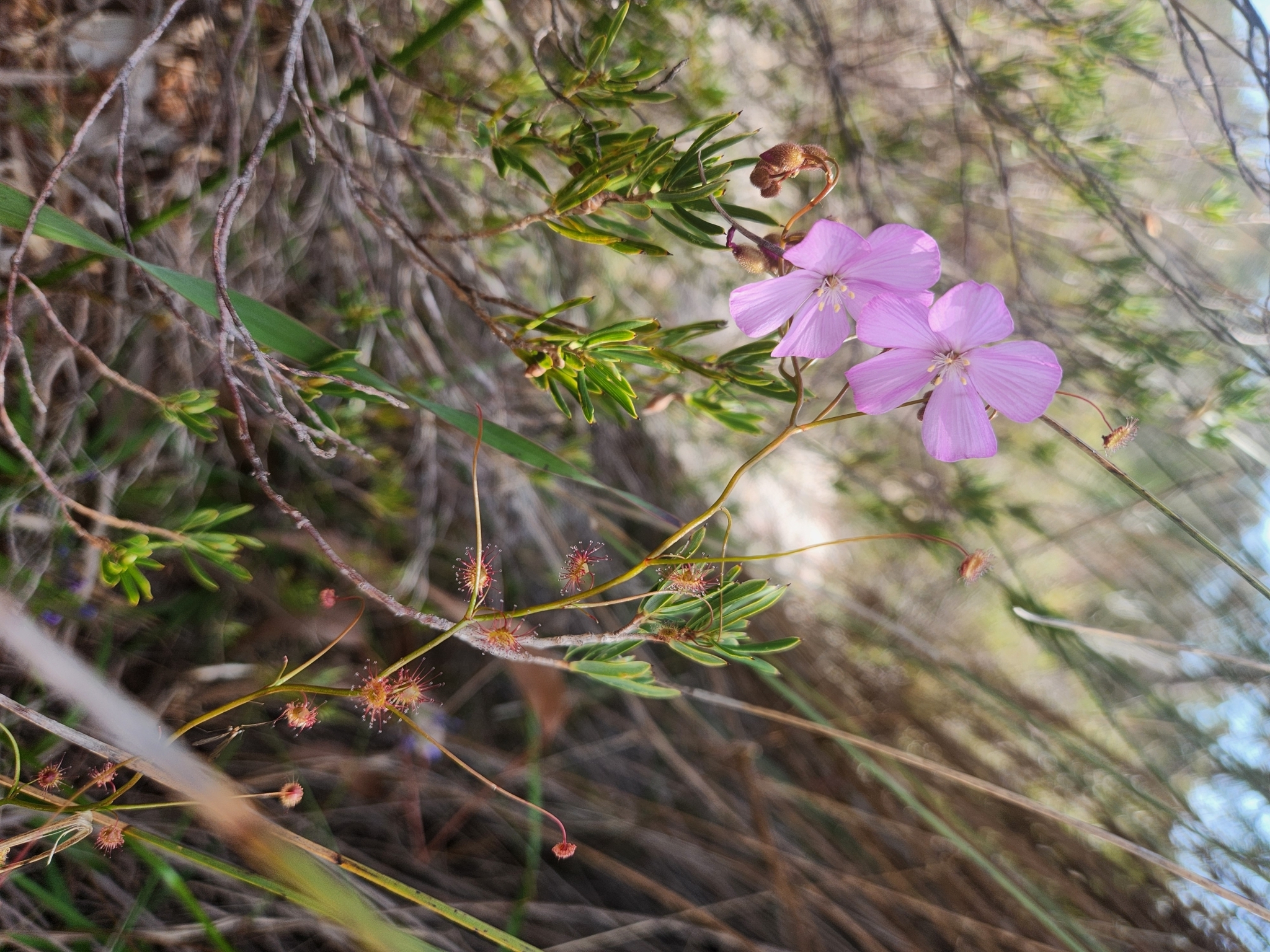 Drosera drummondii Lehm.