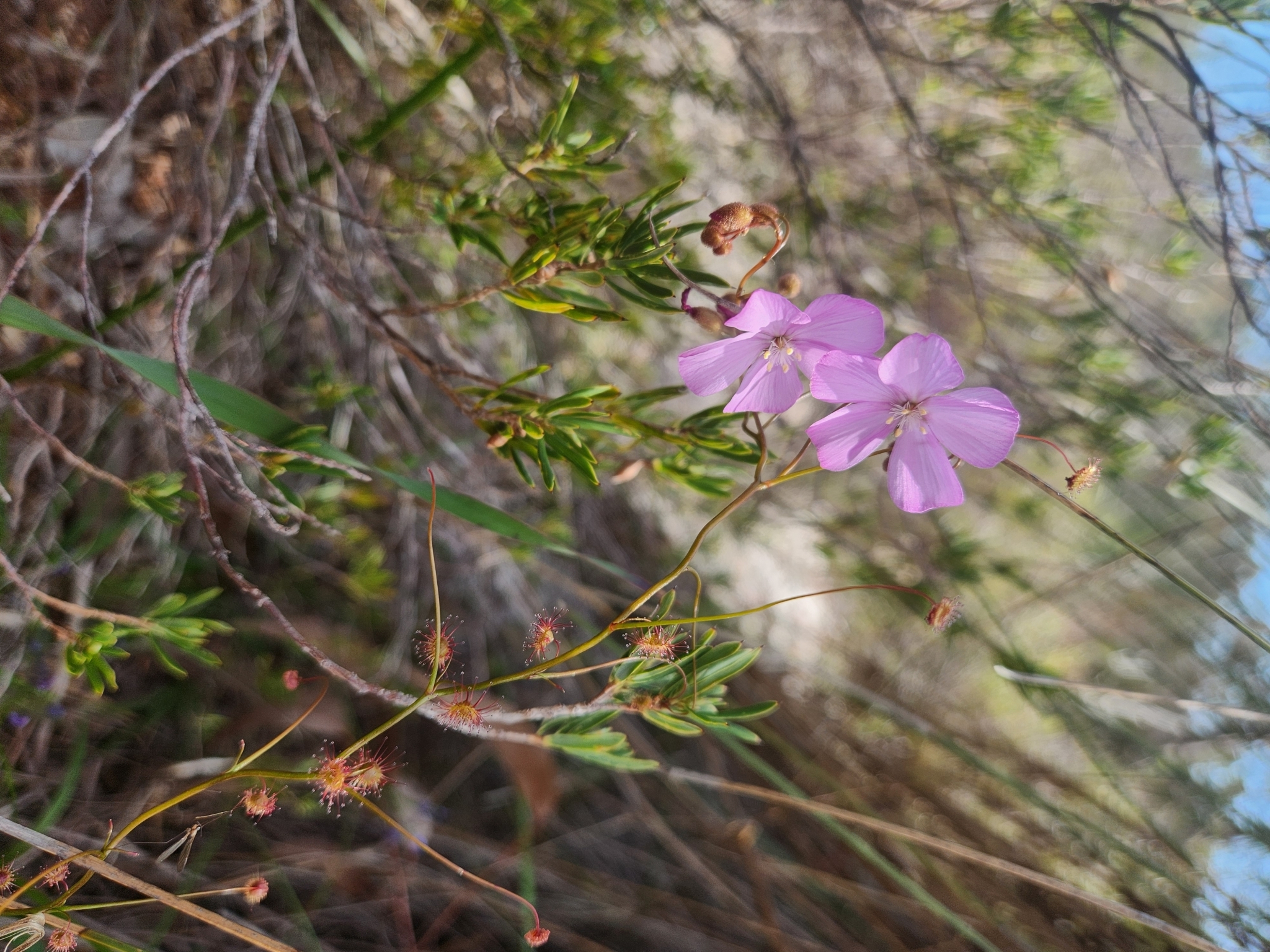 Drosera drummondii Lehm. 2