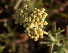 Achillea × submicrantha