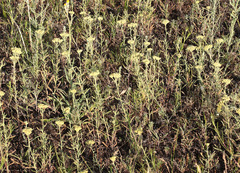 Achillea × submicrantha