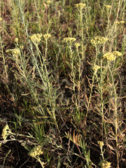 Achillea × submicrantha