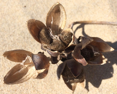 Ipomoea pes-caprae brasiliensis
