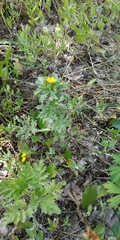 Potentilla tobolensis