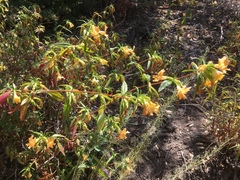 Diplacus longiflorus