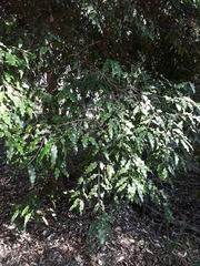 Syzygium anisatum