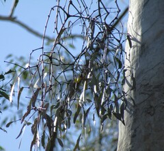 Muellerina eucalyptoides, photograph Samuel Frankel, CC BY, iNaturalist via GBIF