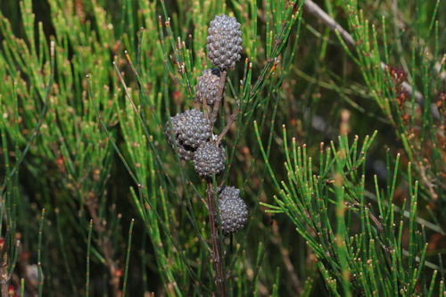 Allocasuarina rupicola (Allocasuarina rupicola)