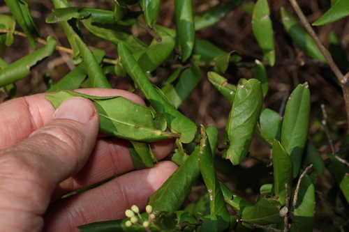 Image of Leionema ambiens by (c) Greg Tasney, some rights reserved (CC BY-SA)