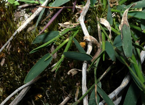 Image of Urochloa distachyos by (c) Greg Tasney, some rights reserved (CC BY-SA)