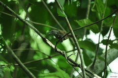 Pheugopedius maculipectus