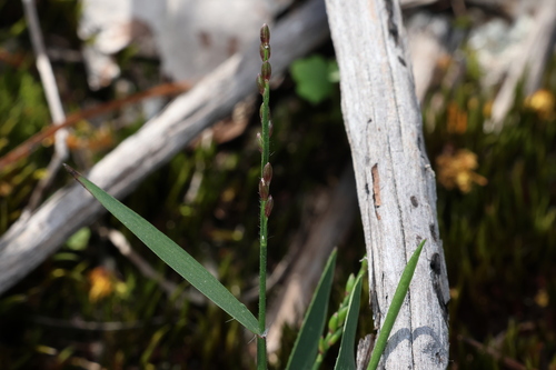 Image of Urochloa distachyos by (c) Greg Tasney, some rights reserved (CC BY-SA)