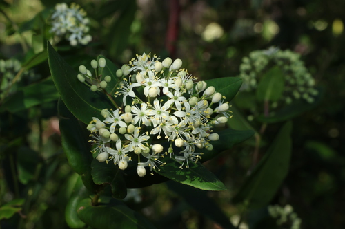 Image of Leionema ambiens by (c) Greg Tasney, some rights reserved (CC BY-SA)