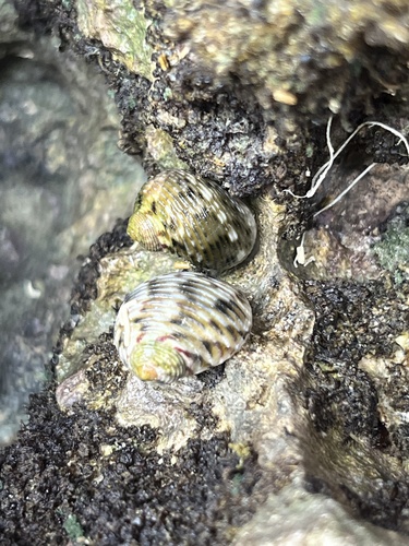 Nerita helicinoides, 2024-09-09
