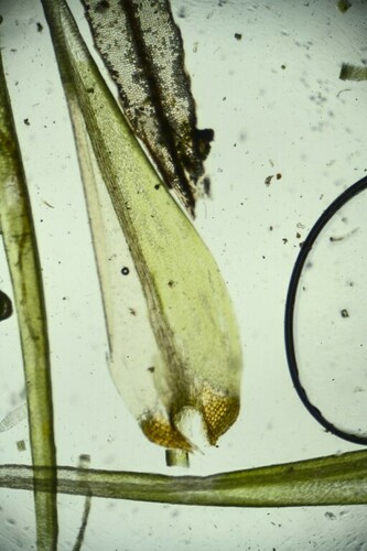 Dicranum spadiceum observed 2024-07-14