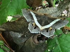 Chiasmia nora