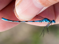 Enallagma annexum