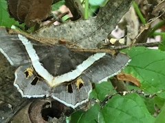 Chiasmia nora