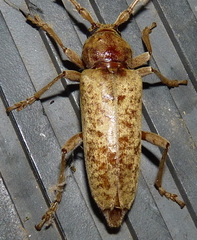 Enaphalodes rufulus
