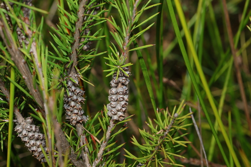 Image of Melaleuca pityoides by (c) Greg Tasney, some rights reserved (CC BY-SA)