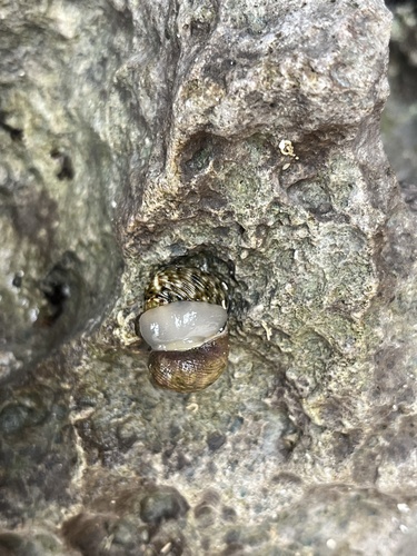 Nerita helicinoides, 2024-09-09