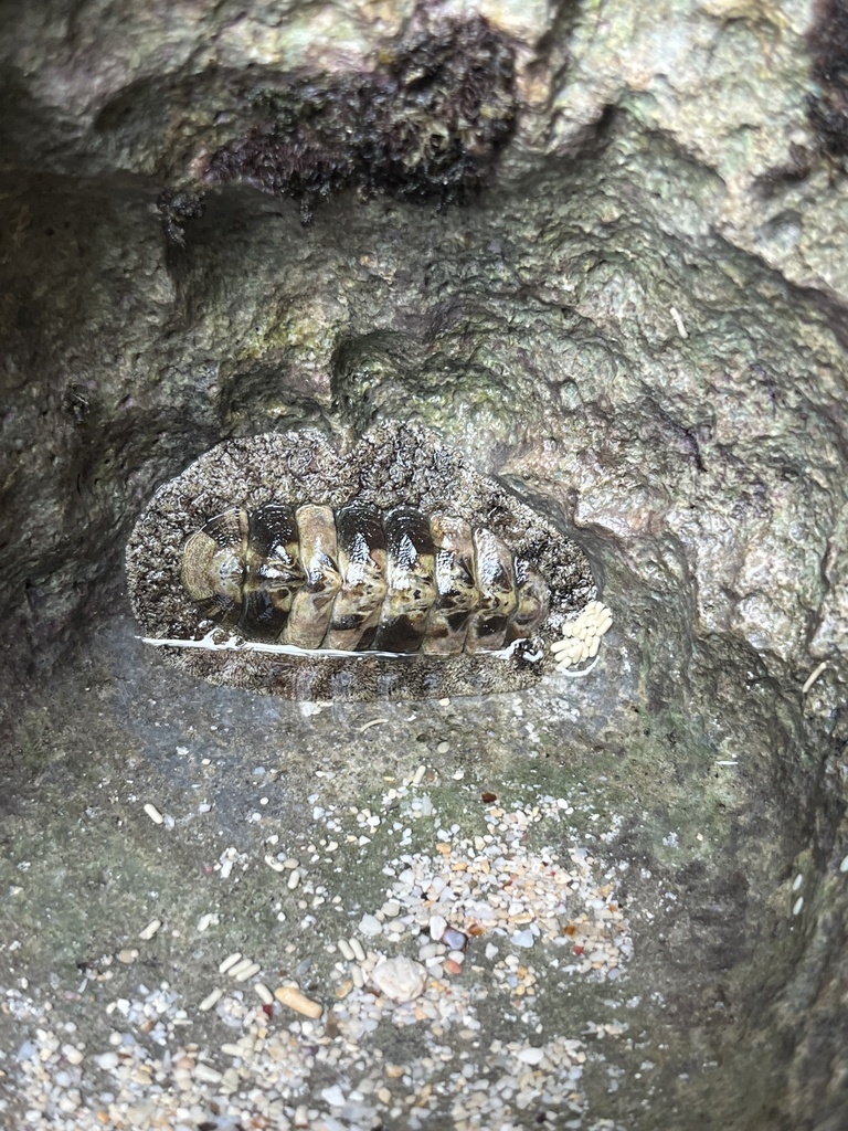 Acanthopleura tenuispinosa
