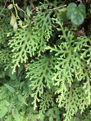 Selaginella labordei