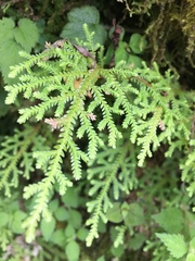 Selaginella labordei