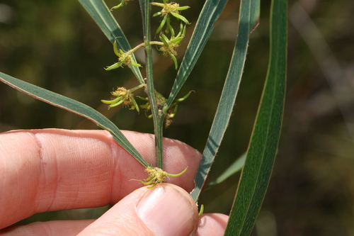 Image of Acacia stricta by (c) Greg Tasney, some rights reserved (CC BY-SA)
