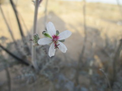 Pelargonium adriaanii