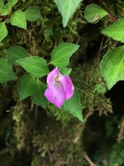Sarcopyramis napalensis delicata