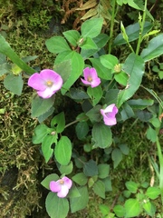 Sarcopyramis napalensis delicata