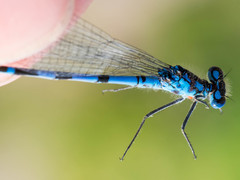 Enallagma annexum