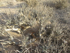 Pelargonium adriaanii