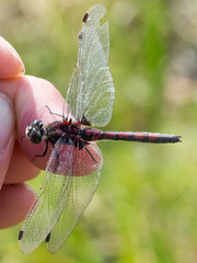Leucorrhinia borealis