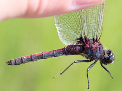 Leucorrhinia borealis