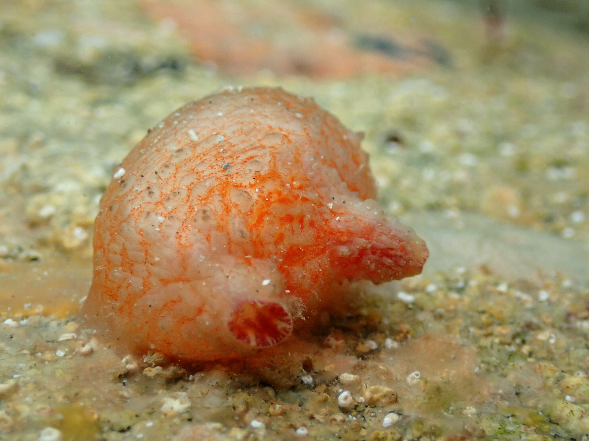 Asterocarpa humilis (Heller, 1878)