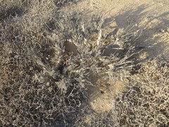 Pelargonium adriaanii