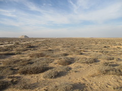 Pelargonium adriaanii
