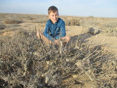 Pelargonium adriaanii