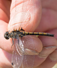 Leucorrhinia borealis