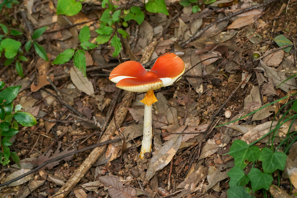 Amanita caesareoides · September 2024 · photo: © tbc_watanabe (iNaturalist, cc-by)