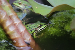 Pelophylax