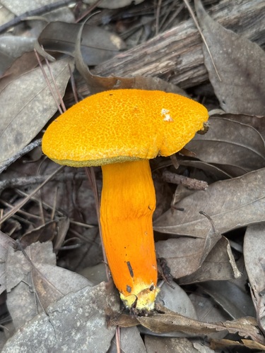 Aureoboletus auriflammeus