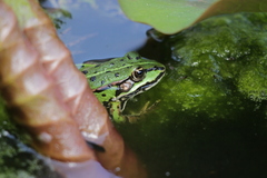 Pelophylax